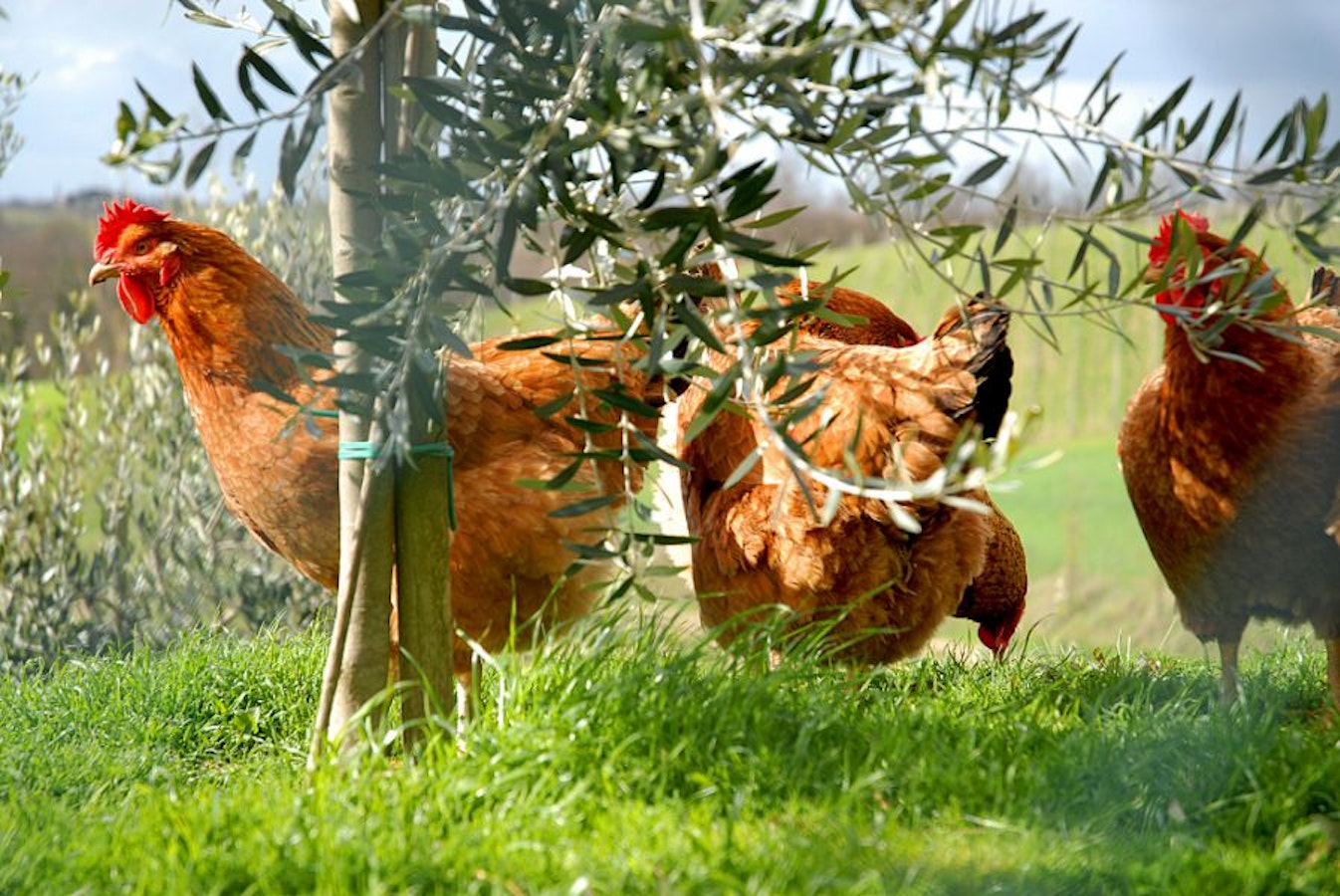 Chickens And Rental Properties Chickens And Rental Properties